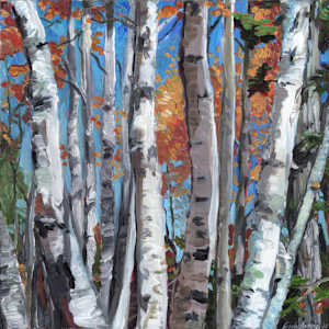 Birch Splendor by Linda Deming