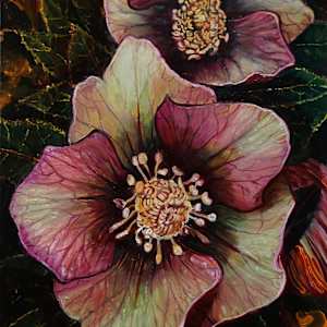 Helleborus Orientalis by Dimitris Tzamouranis