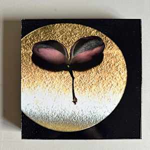 Schokoladenweinpflanze Nr. 5 by Andrea Esswein