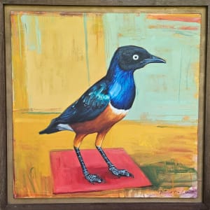 Superb Starling by David Maiden