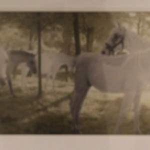 Horses Photograph by J Fitzgerald