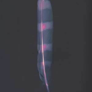 Barred Owl Feather - Lumen Print by Townsend Studio | Luke B Townsend