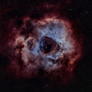 Rosette in Bloom 1st Print by Jeremy Likness