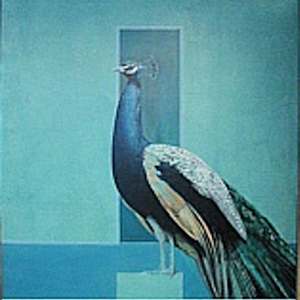Peacock by Bryan Organ, Image 1.