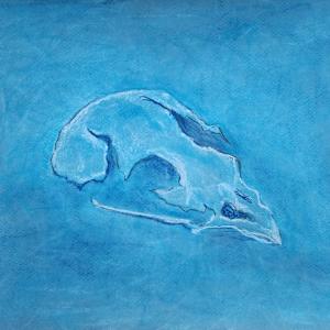 Baby Bird Skull by Elizabeth Ann Huffman