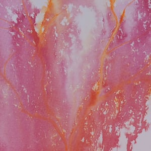 Japanese Maple by Marjorie Schwartz  Image: Detail 