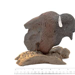 Bison Bust 