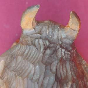 Hand-Carved Bison Soviet Ukraine by Demenchuk 