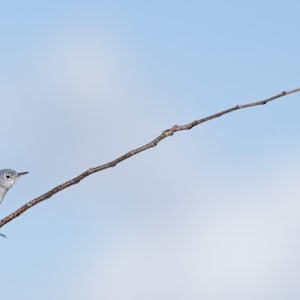 Blue-gray Gnatcatcher (Sarasota) by Bob Burnett, Image 1.