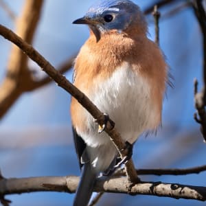 Bluebird by Bob Burnett