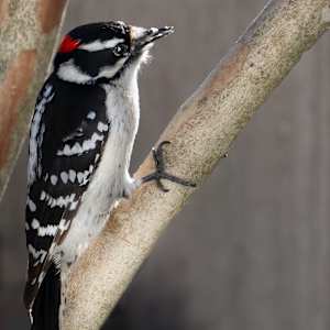 Downy Woodpecker (Palisades) by Bob Burnett, Image 1.