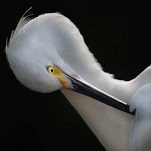 Egret Profile (Sarasota) by Bob Burnett, Image 1.