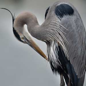 Great Blue Heron (Sarasota) by Bob Burnett, Image 1.