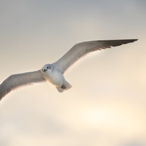 Floating Gull by Bob Burnett