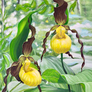Yellow Lady Slippers (Tony Ernst Photographer) by Beth Walldorf