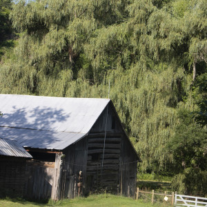 Greasy Creek Barn -Page's Farm by Catherine Kauffman 