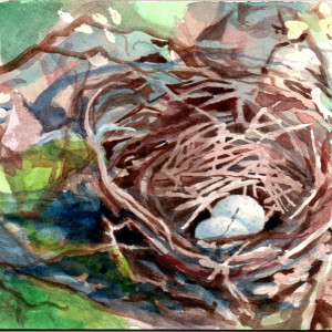 Cardinal's Nest by Catherine Kauffman
