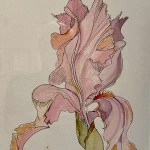 Pink Bearded Iris by Jake Bialos, Image 2.