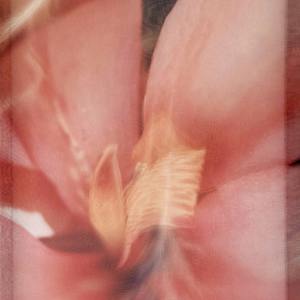 *Magnolia Form (Opening)* by TATIANA JOHNSON