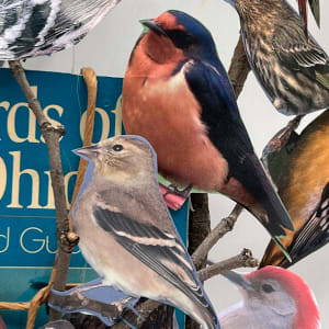 TAKING FLIGHT by Phyllis Brody  Image: Altered Birds of Ohio Guide book