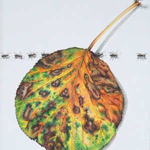 A Walk Thru Nature by Lynn Stephenson