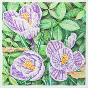 Crocus Trio by Lynn Stephenson