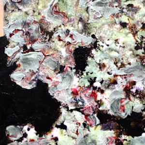 Lichen Love II by Mila Rossi  Image: Detail 2