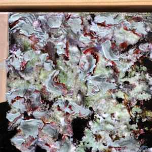 Lichen Love II by Mila Rossi  Image: Detail 1