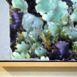 Lichen Fruiting Bodies VI by Mila Rossi  Image: Detail 1