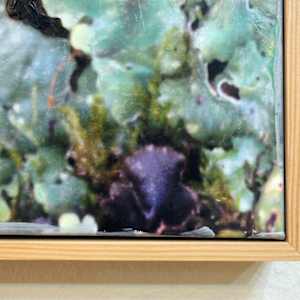 Lichen Fruiting Bodies VI by Mila Rossi  Image: Detail 2