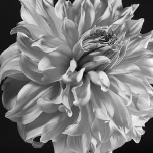 Islander Dalhia, 1 of 4 by Shelley Lipton