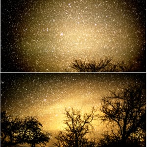 Starry starry yellow by Isidora Gajic