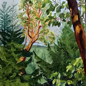 The Madrona Arbutus Trees in our Forest by Judith Madsen