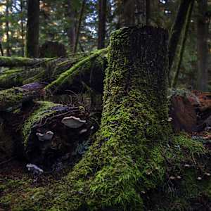 Mushrooms and Moss by Theresa Muth 