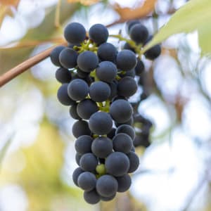 Grapes by Theresa Muth 