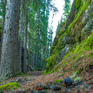 Mossy Path by Theresa Muth