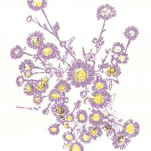 Seaside Daisy - Beginnings by Ilana Dashe