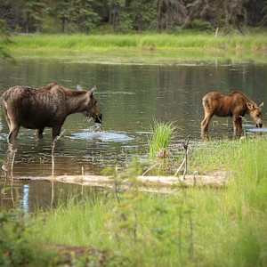 Mom's Watchful Eye by Scott Bazzell