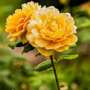 Amber Embrace by Priya Dass