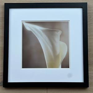 Calla by Theresa Schiefer