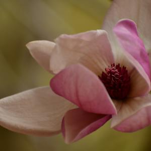 A soft pink Magnola in bloom by Serenity Mitchell