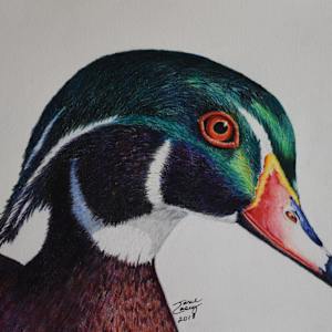 Wood Duck - print by Jane Casey 