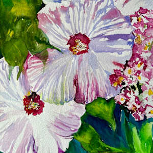 Dollar Plate Hibiscus by Linda Schooley