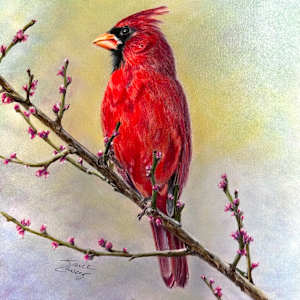 Red Bird on Redbud by Jane Casey