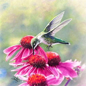 Hummer on Cone Flower by Jane Casey 