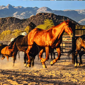 Thundering Herd by Linda Davidson