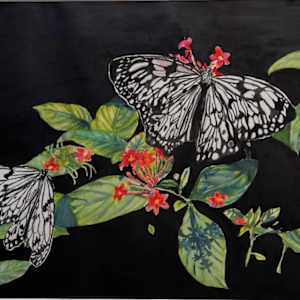 Black and White Beauty by Liz Reese