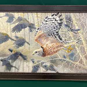 Mobbing-Red Shoulder Hawk by Gary Broome