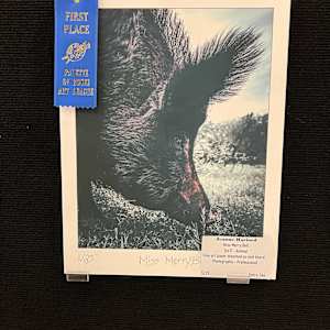 Miss Merry Bell by Jeanne Harford