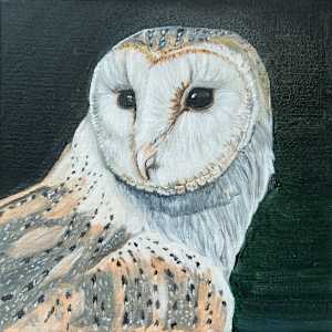 Barn owl by Nina Bolen